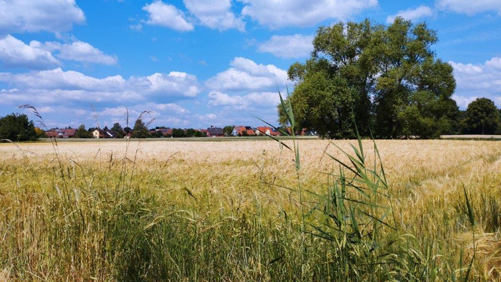 Sommerliche Vegetation 1