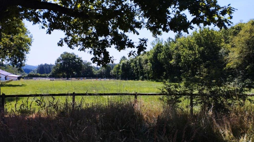 Sommerliche Vegetation 10