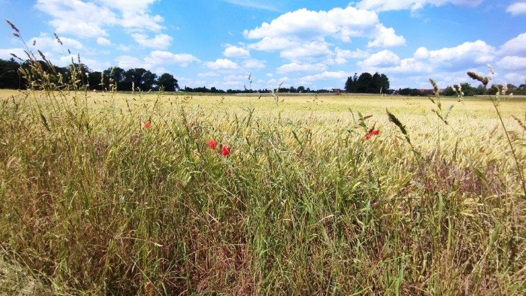Sommerliche Vegetation 2