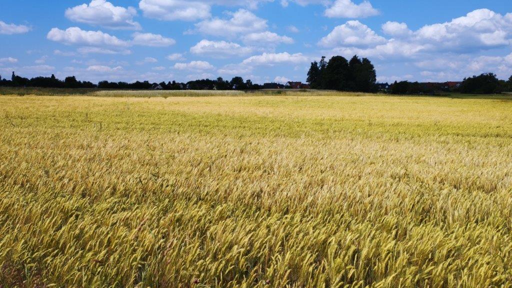 Sommerliche Vegetation 3