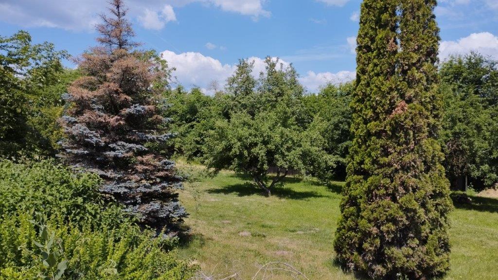 Sommerliche Vegetation 4