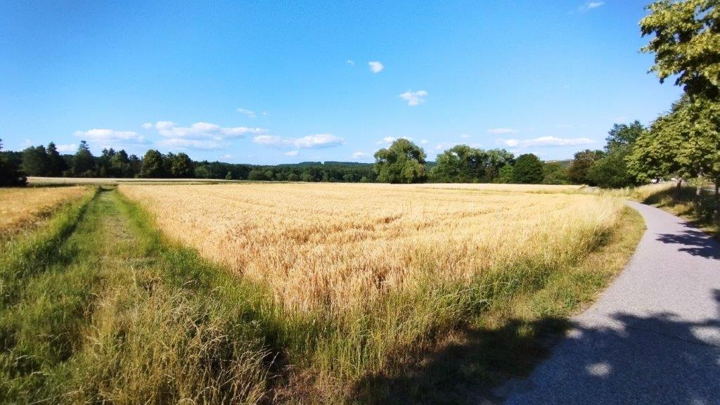 Sommerliche Vegetation 5