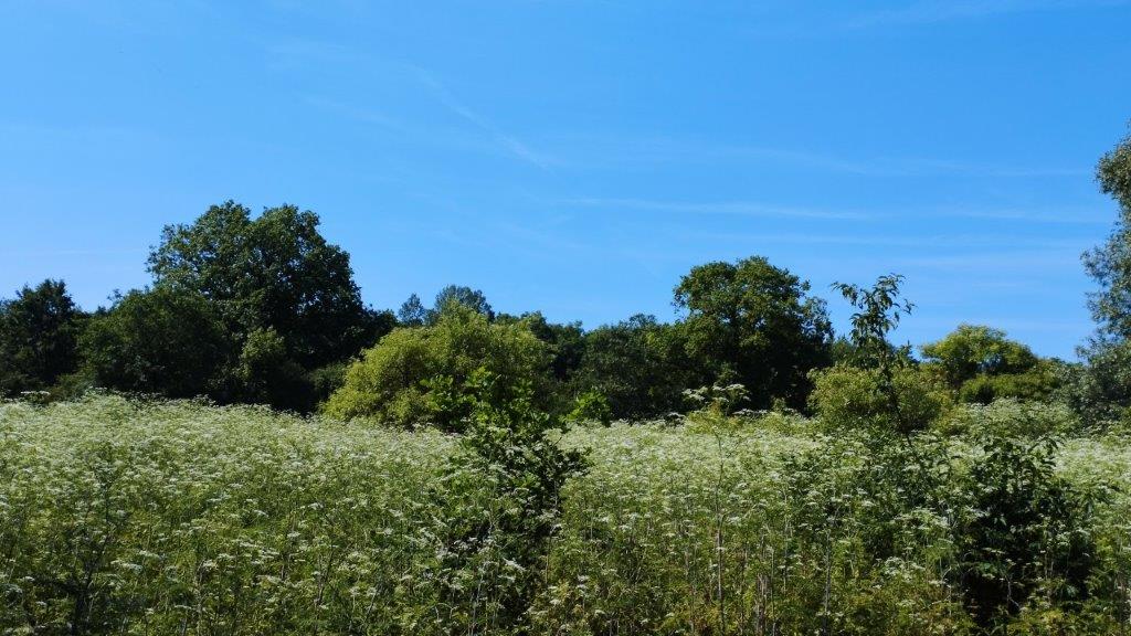 Sommerliche Vegetation 7