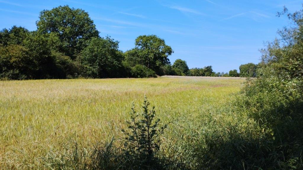 Sommerliche Vegetation 8