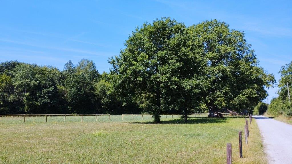 Sommerliche Vegetation 9